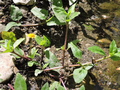 Acmella oppositifolia