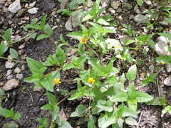 Acmella oppositifolia