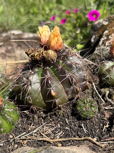 Parodia linkii