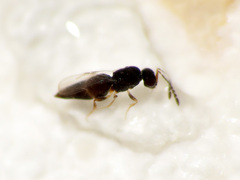 Ceraphronidae