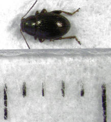 Chaetocnema paspalae