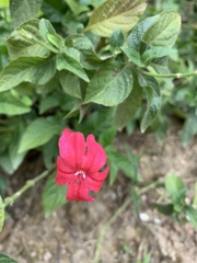 Ruellia rosea