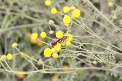 Polistes arizonensis
