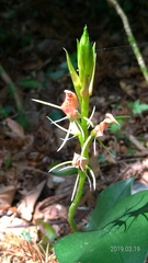 Cryptostylis arachnites
