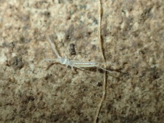 Diplura