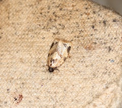 Neocalyptis liratana