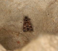 Nosphistica bisinuata