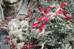 Astragalus coccineus