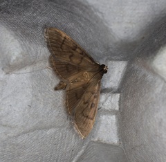 Omiodes pernitescens