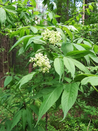 Sambucus sibirica (Sambucus sibirica)