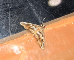 Paracymoriza vagalis