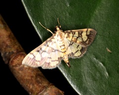 Lygropia distorta