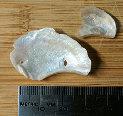 Heteroclidus punctatus