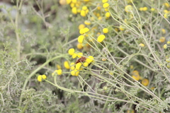 Polistes arizonensis