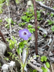 Pholistoma auritum auritum