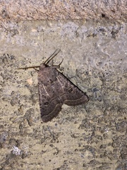 Protorthodes melanopis
