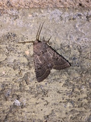 Protorthodes melanopis