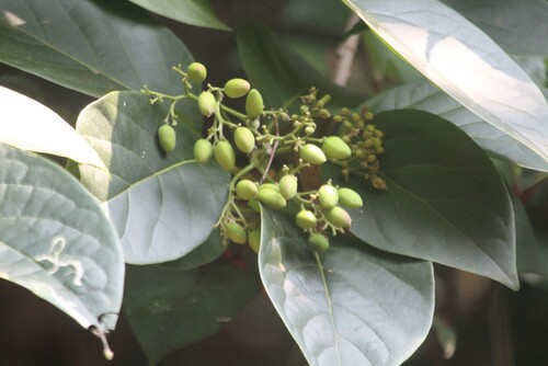 Image of Mappia nimmoniana by no rights reserved
