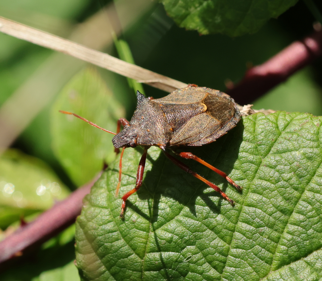 Spiny Shield Bug from Gonfreville-l'Orcher, France on October 27, 2023 ...