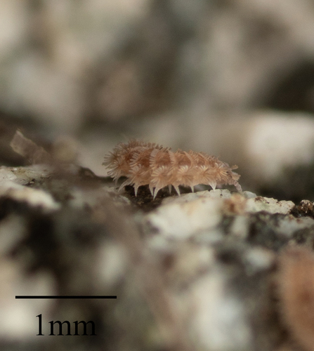 Polyxenus lagurus