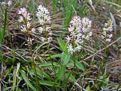 Tofieldia coccinea