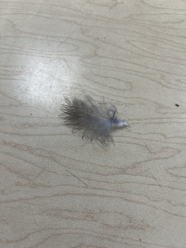 Birds from River Rd, Waunakee, WI, US on October 4, 2023 at 0900 AM by mrspretzel · iNaturalist