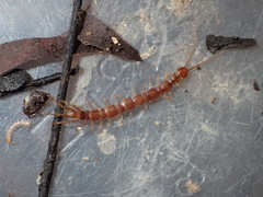 Pokabius disantus