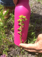 Euphorbia spathulata