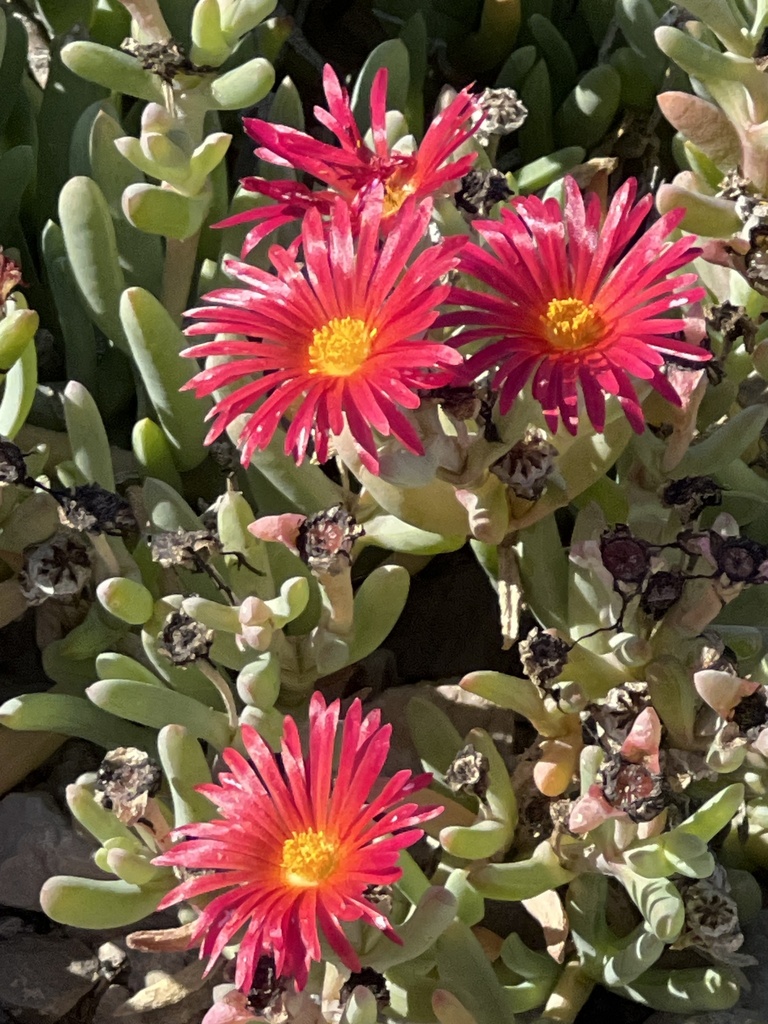 Mesembryanthemum croceum Jacq.