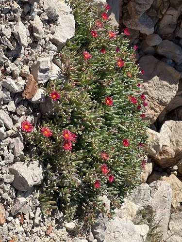 Malephora crocea