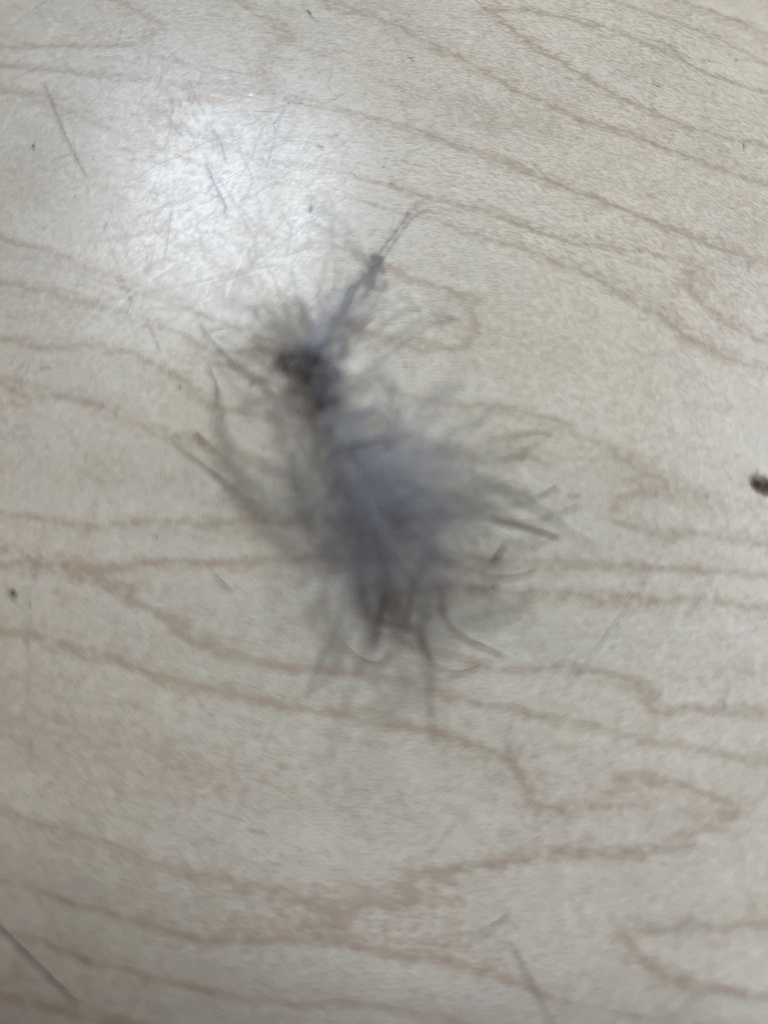 Birds from River Rd, Waunakee, WI, US on October 4, 2023 at 0900 AM by mrspretzel · iNaturalist