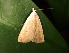Rivula ochracea