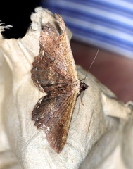 Ruttellerona pseudocessaria