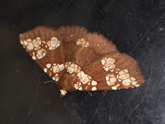 Saroba pustulifera