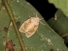 Schistophleps bipuncta