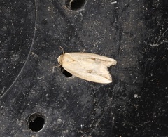 Strotihypera macroplaga