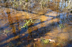 Hymenocallis occidentalis
