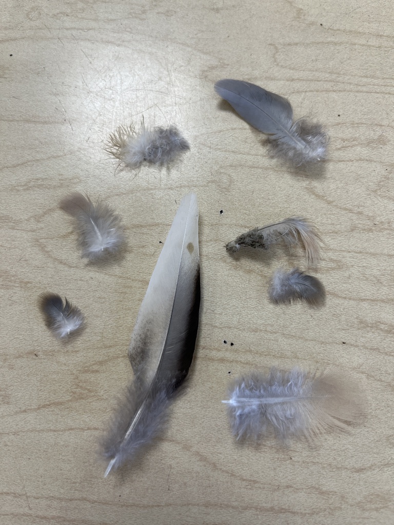 Mourning Dove from River Rd, Waunakee, WI, US on October 4, 2023 at 0900 AM by mrspretzel