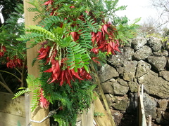 Clianthus maximus