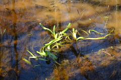 Hymenocallis occidentalis