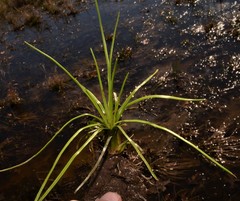 Isoetes melanopoda