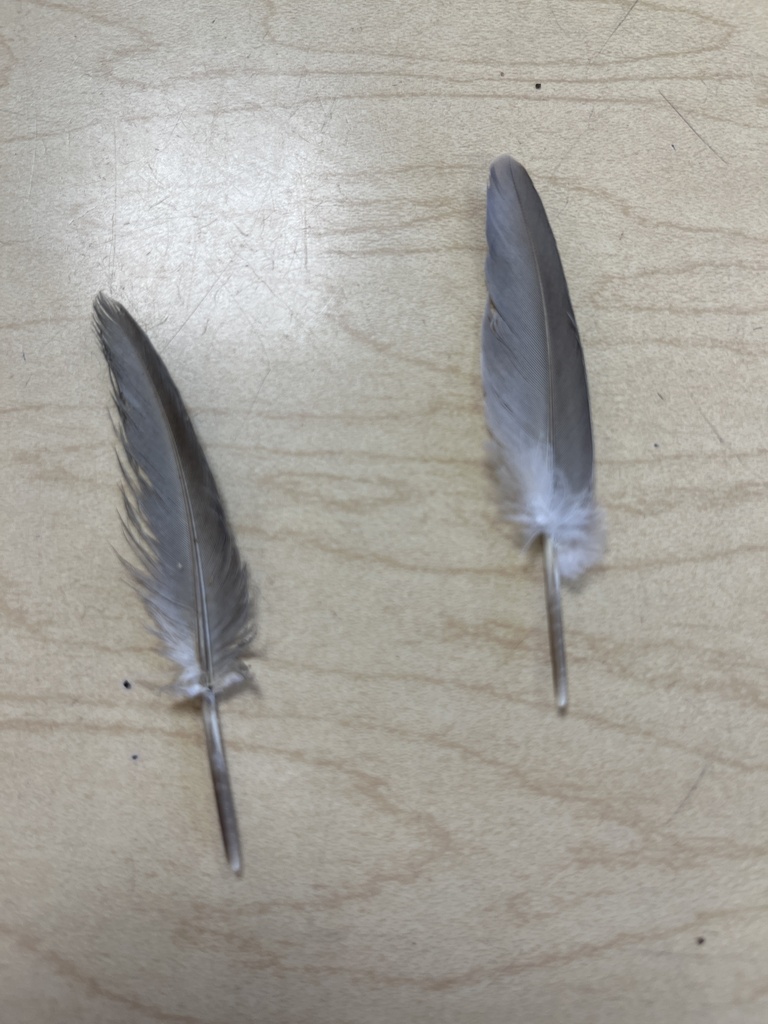 Birds from River Rd, Waunakee, WI, US on October 4, 2023 at 0900 AM by mrspretzel · iNaturalist