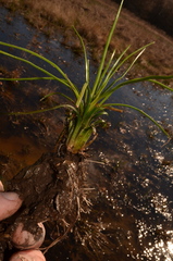 Isoetes melanopoda