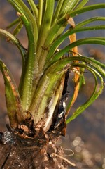 Isoetes melanopoda