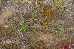 Isoetes melanopoda