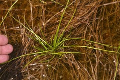 Isoetes melanopoda