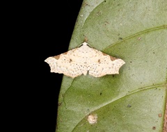 Prolophota trigonifera