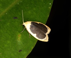 Pseudoblabes oophora