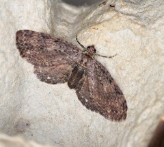 Pseudocollix hyperythra