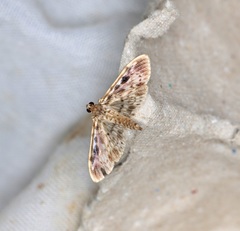 Rhimphaliodes macrostigma